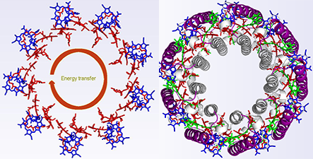 Abbildung: Energietransfer bei Photosynthese